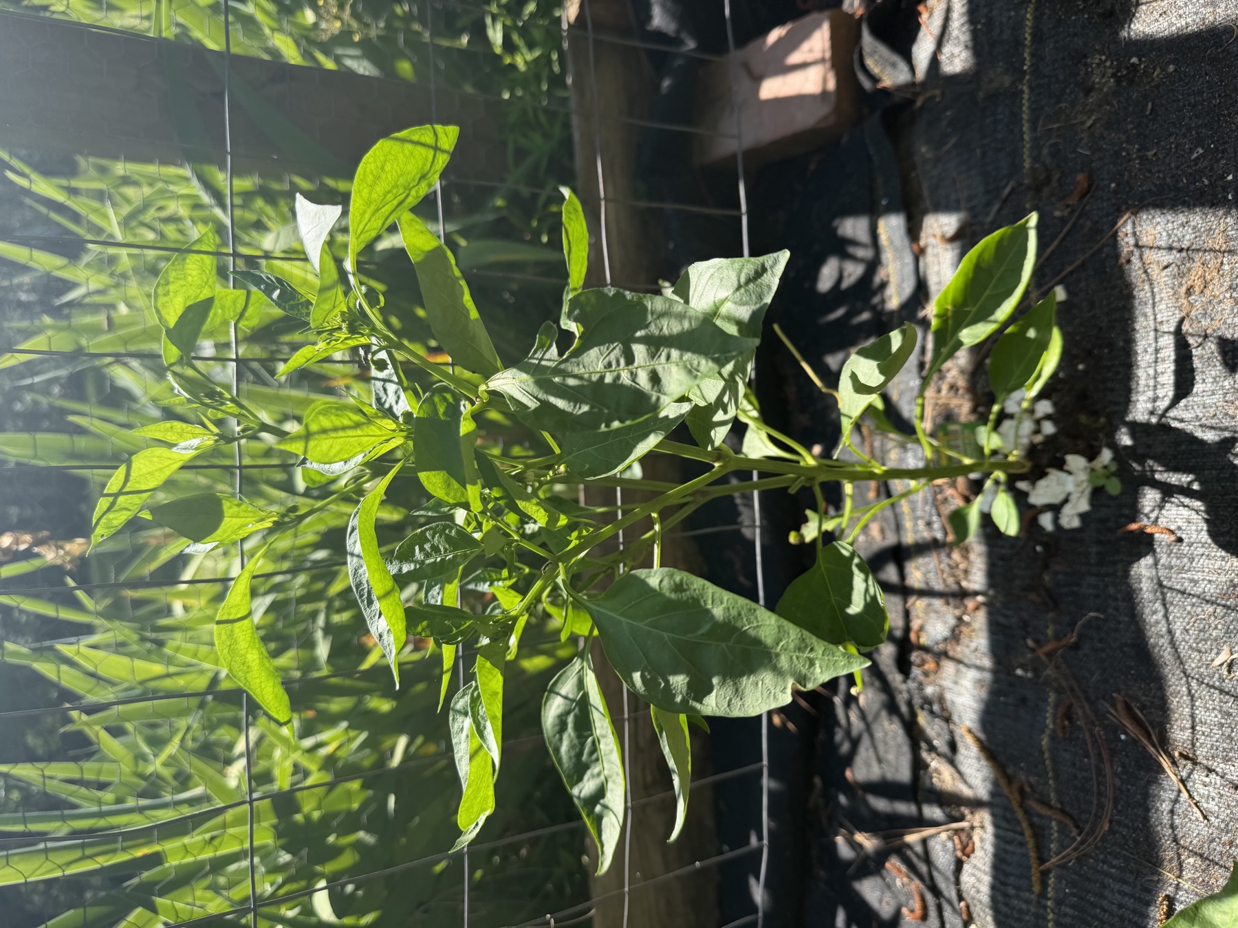 Anaheim pepper plant with a leafy green canopy on May 22, 2026.