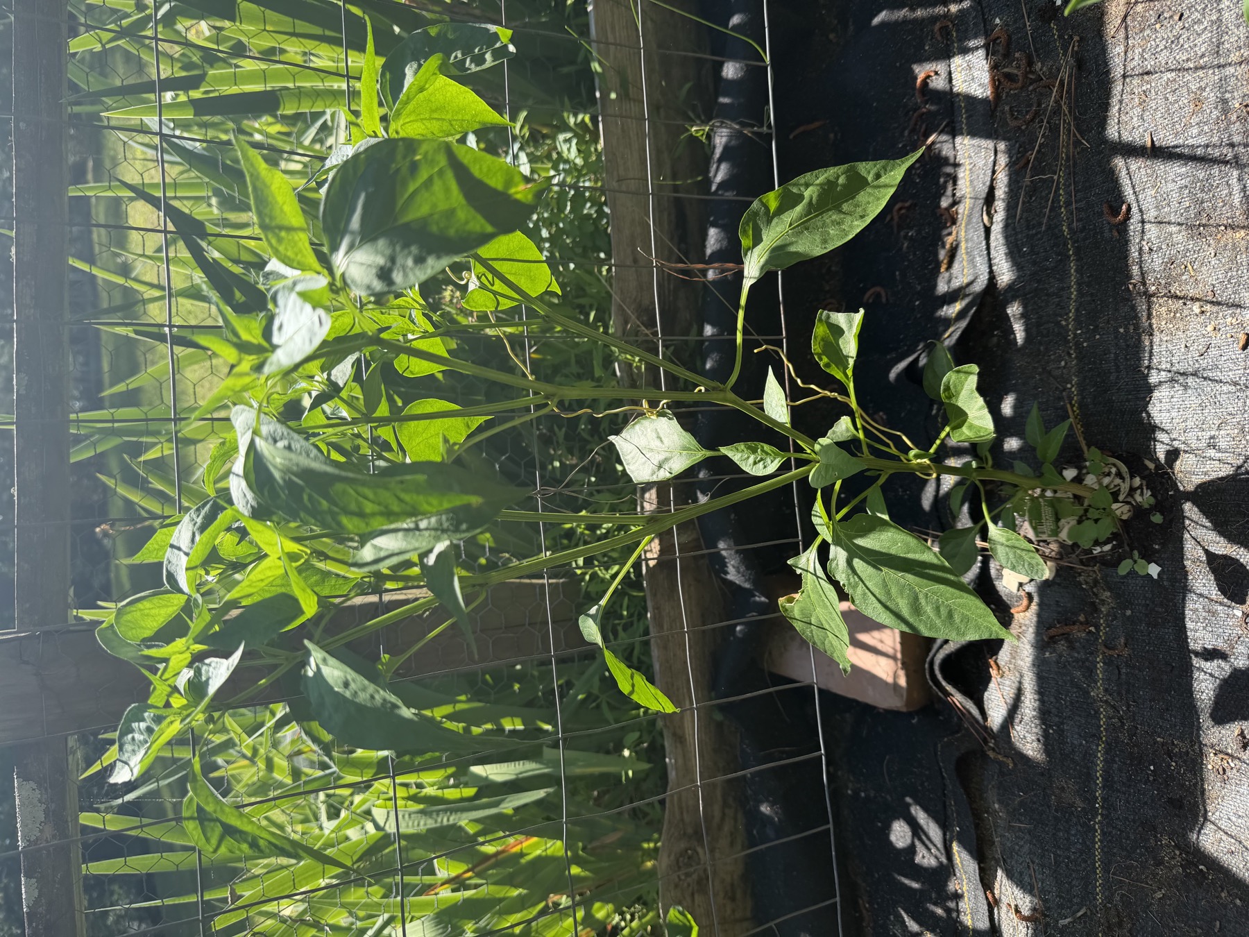 Poblano Ancho pepper plant in position 3 on May 22, 2026.