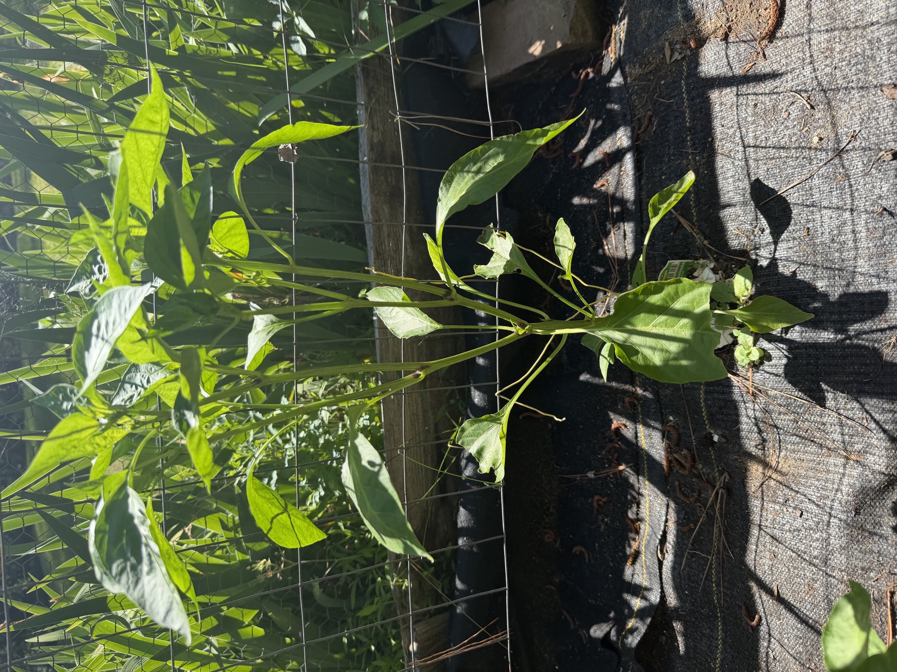 Hot Banana pepper plant in position 4 on May 22, 2026.
