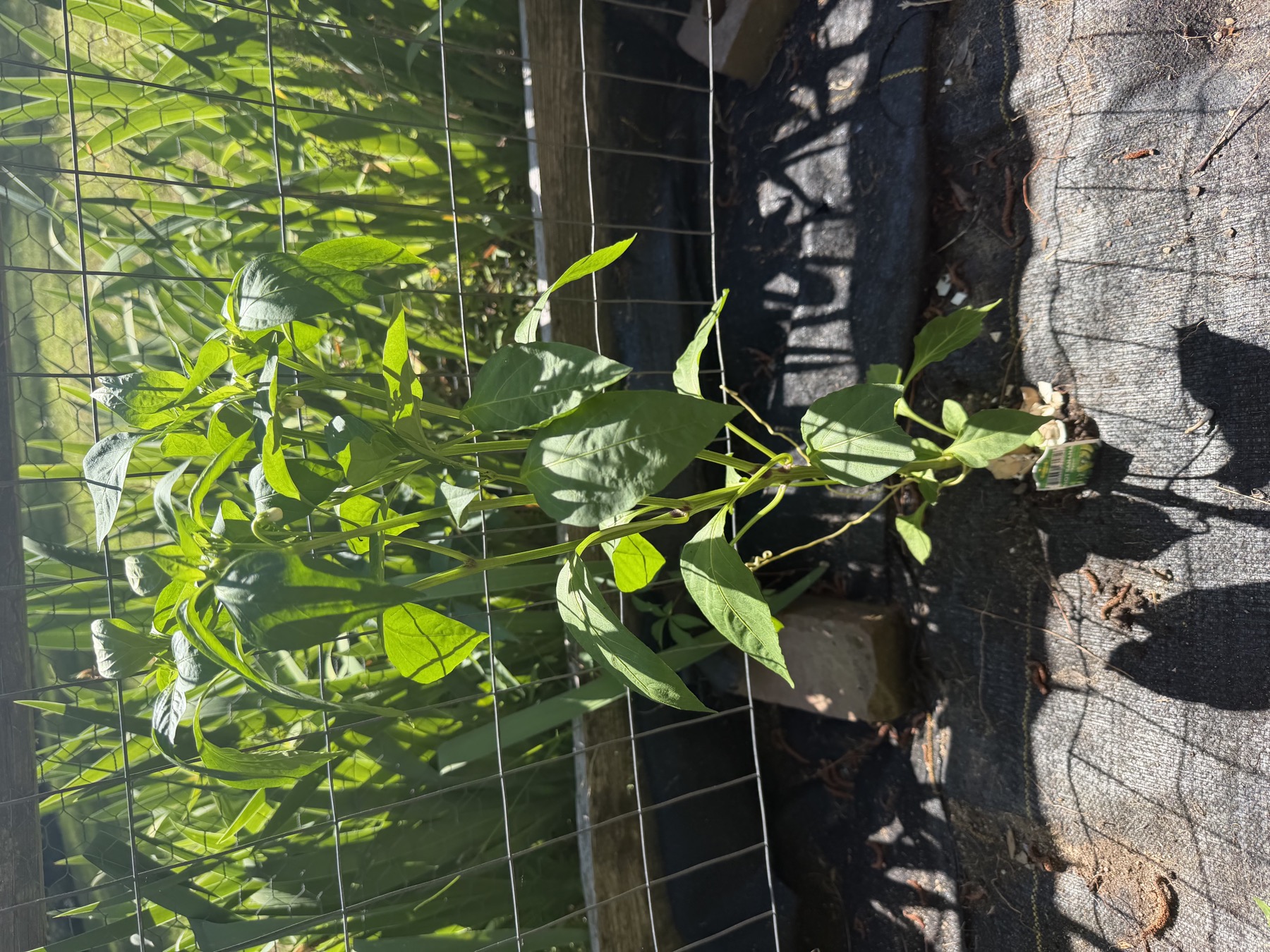 Second Hot Banana pepper plant in position 5 on May 22, 2026.