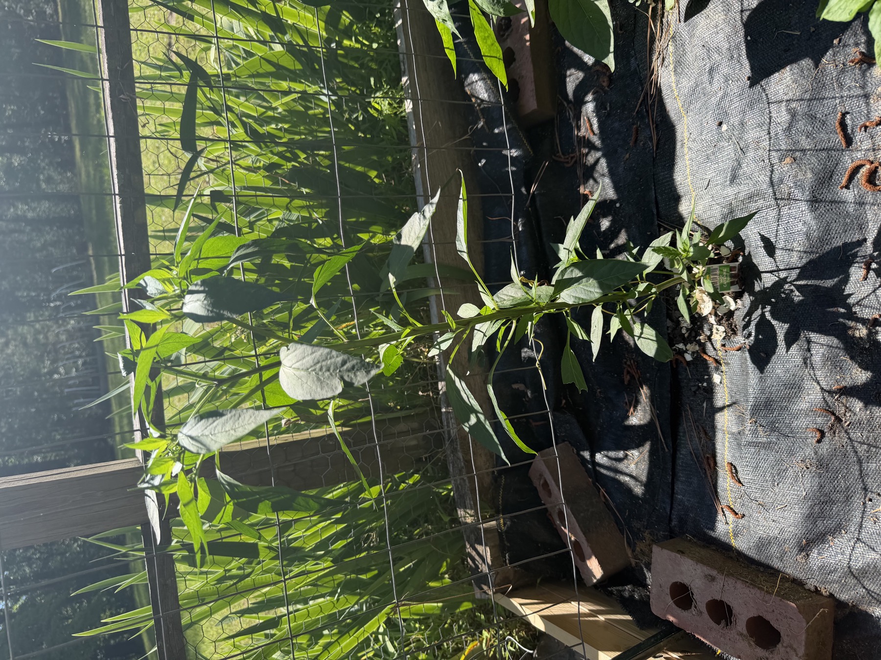 Hot Cayenne pepper plant in position 6 on May 22, 2026.
