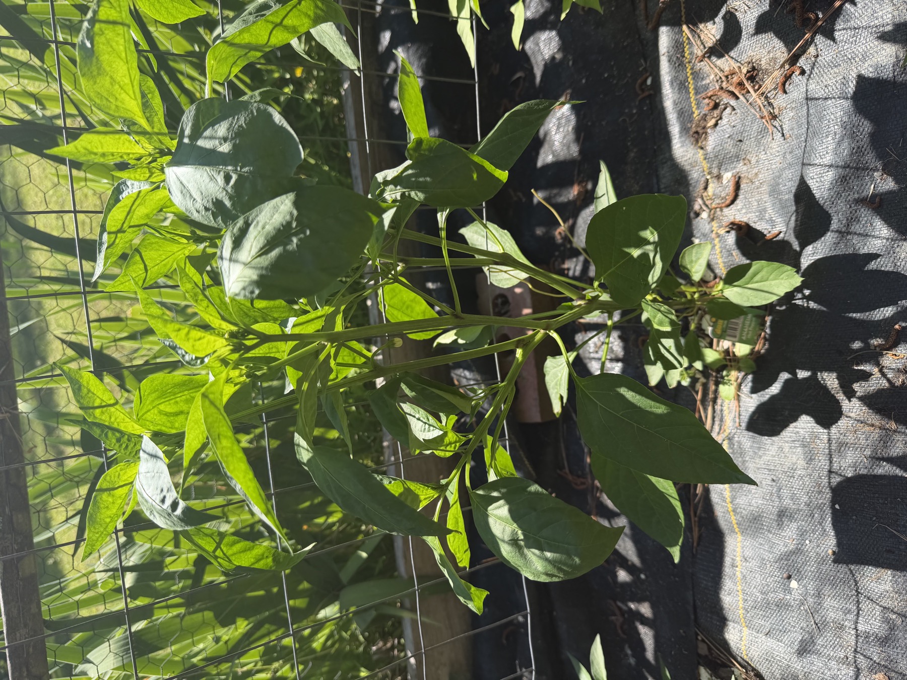 Second Anaheim Hot pepper plant in position 7 on May 22, 2026.
