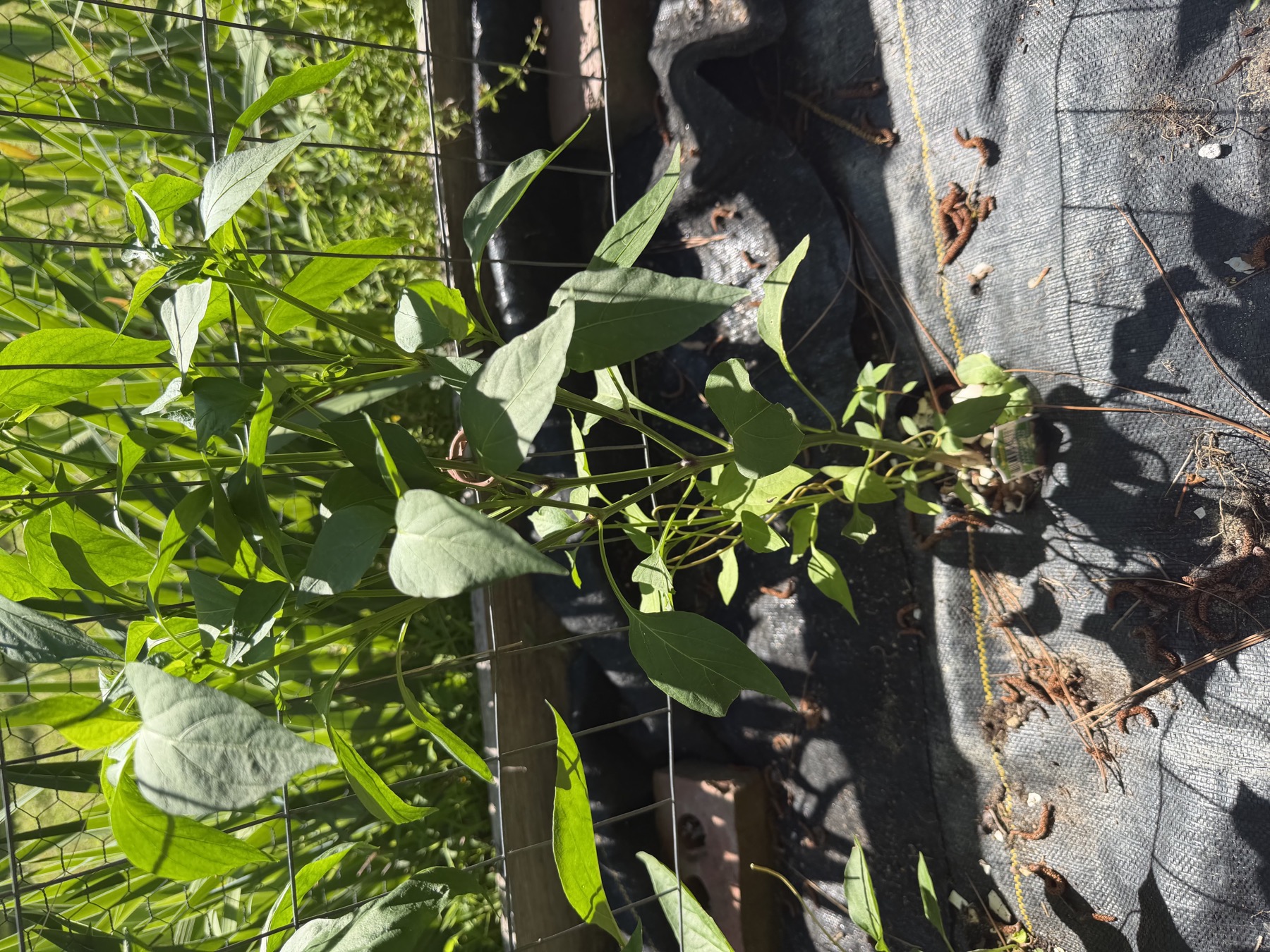 Mammoth Jalapeño pepper plant in position 8 on May 22, 2026.