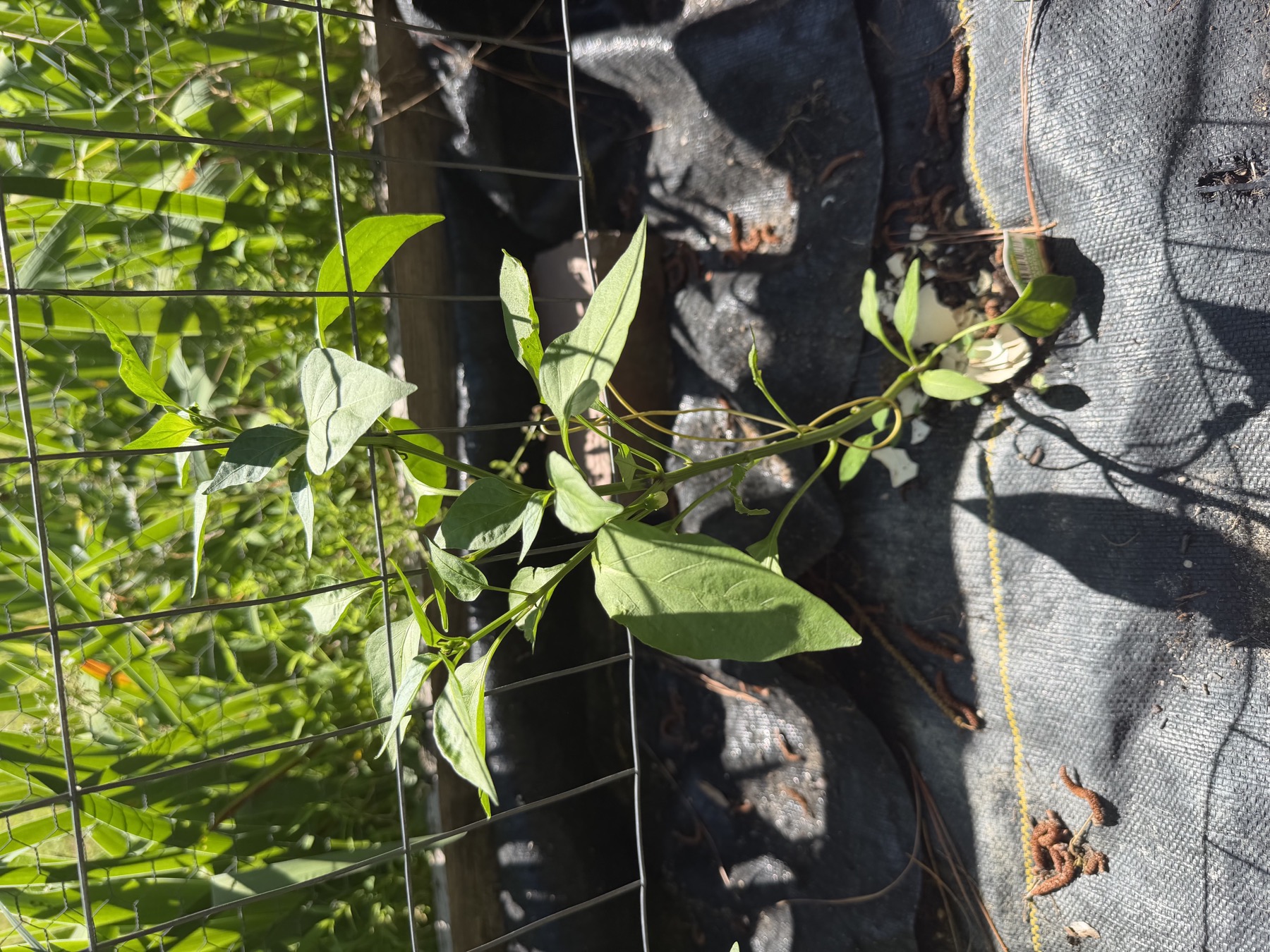 Second Mammoth Jalapeño pepper plant in position 9 on May 22, 2026.