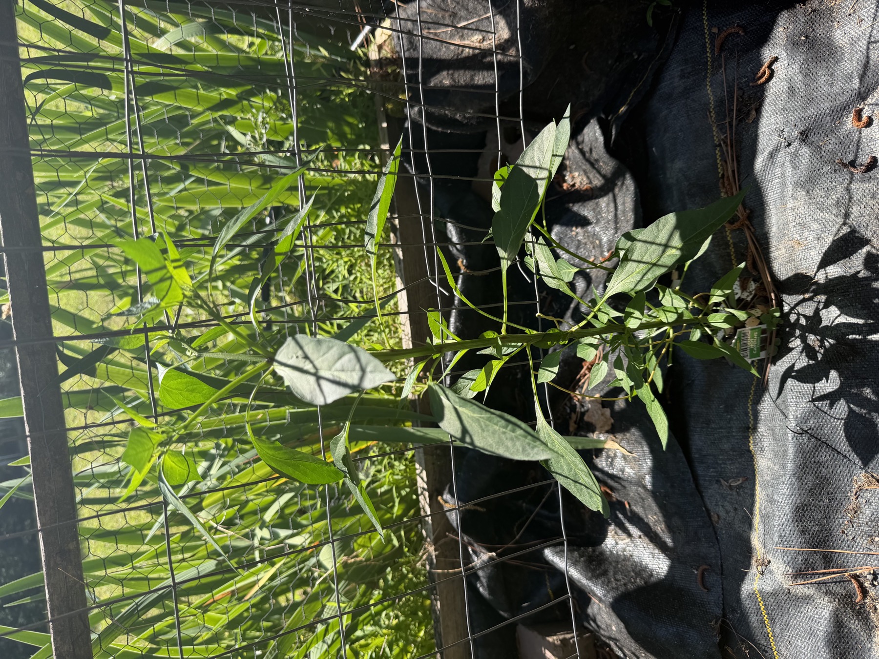 Second Hot Cayenne pepper plant in position 10 on May 22, 2026.